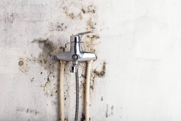 Best Certified Mold Removal  in State Center, IA