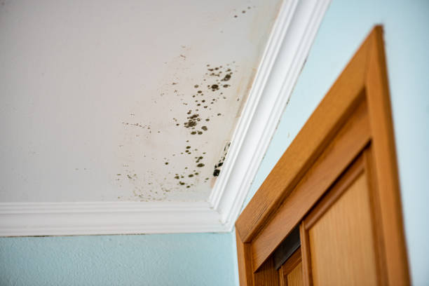 Best Emergency Mold Removal  in State Center, IA