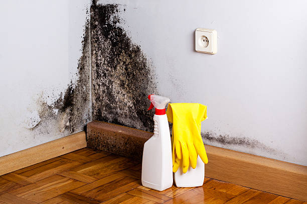 Best Residential Mold Removal  in State Center, IA