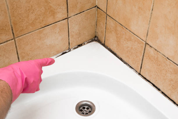 Best Professional Mold Removal  in State Center, IA